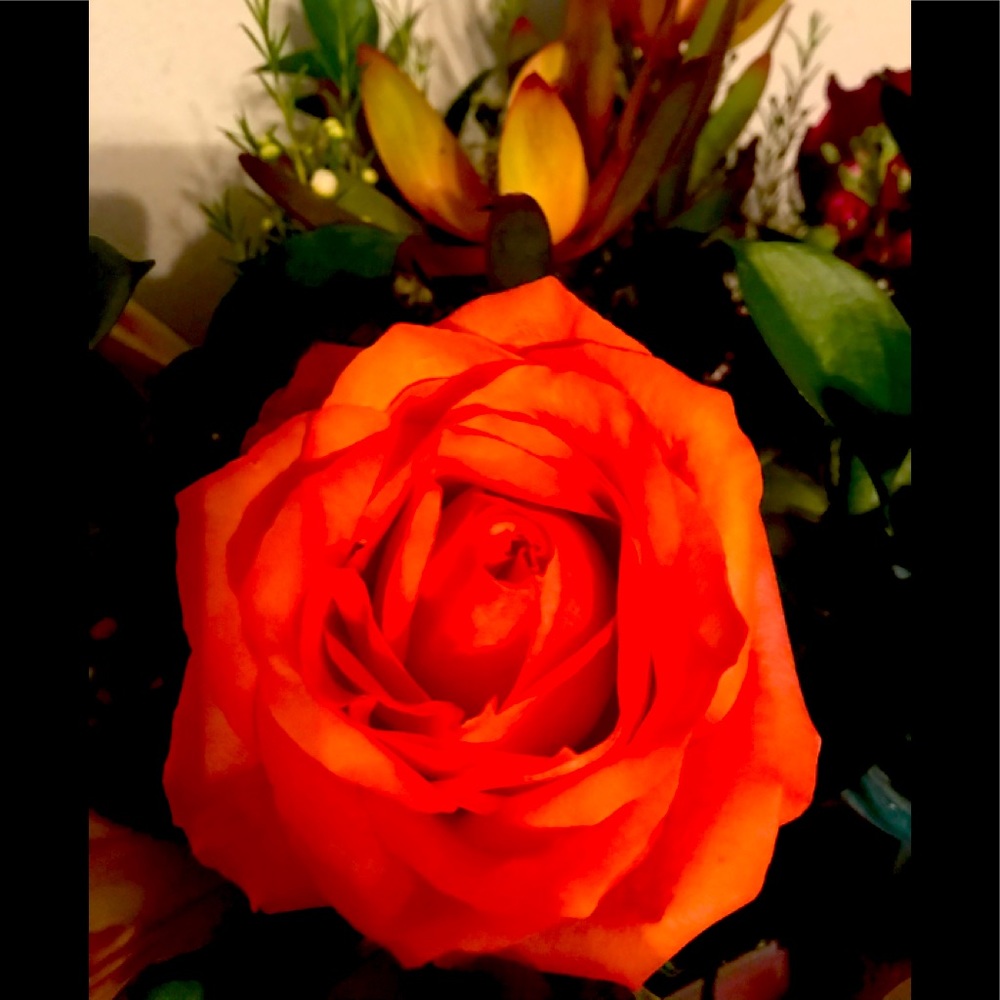 Meet your Posher, Wanda